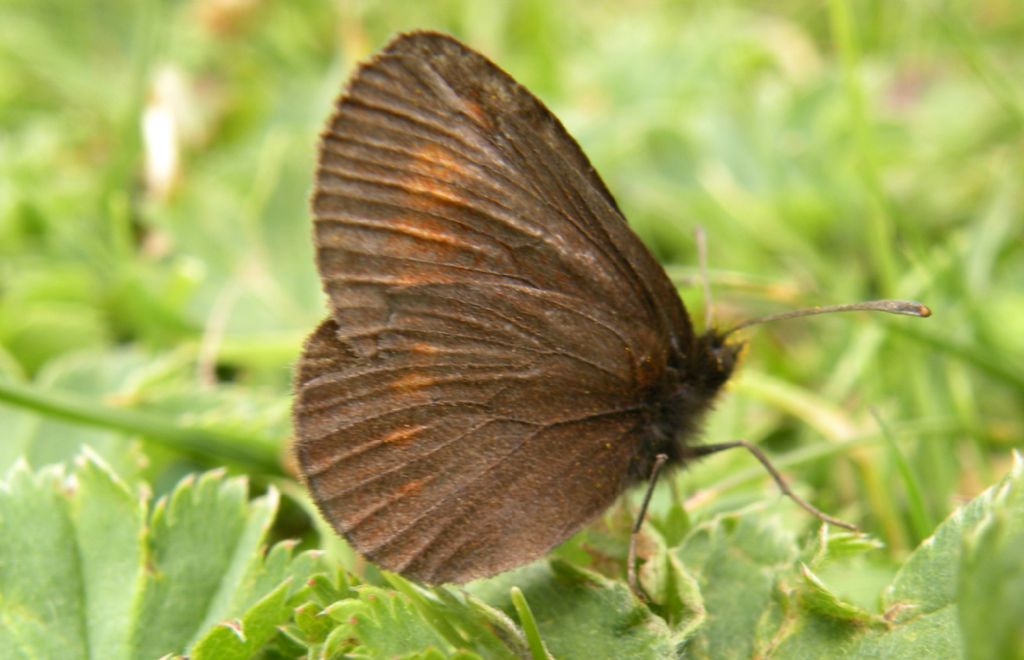 Erebia manto? No, Erebia albergana